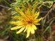 Flower, Gwaii Haanas National Park